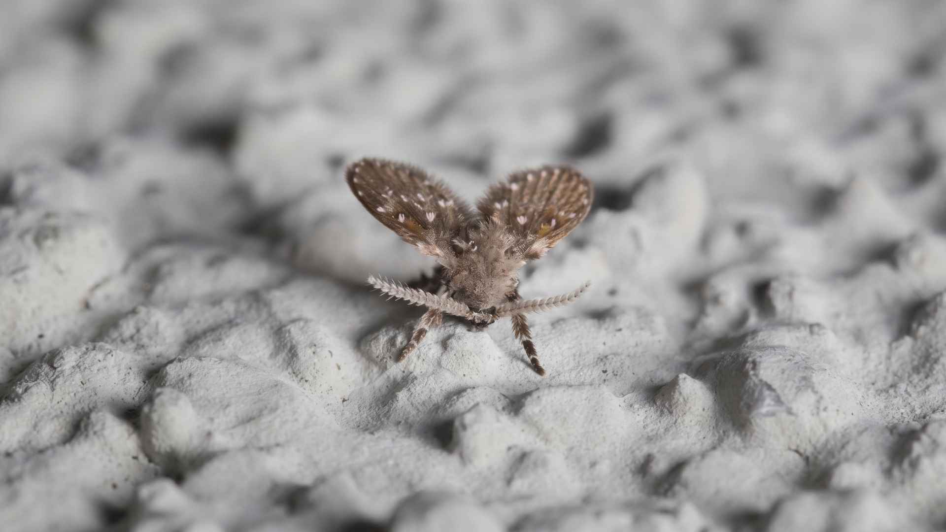 How to Get Rid of Drain Flies - 11 Effective Steps 12 How Long Does It Take to Get Rid of Drain Flies?