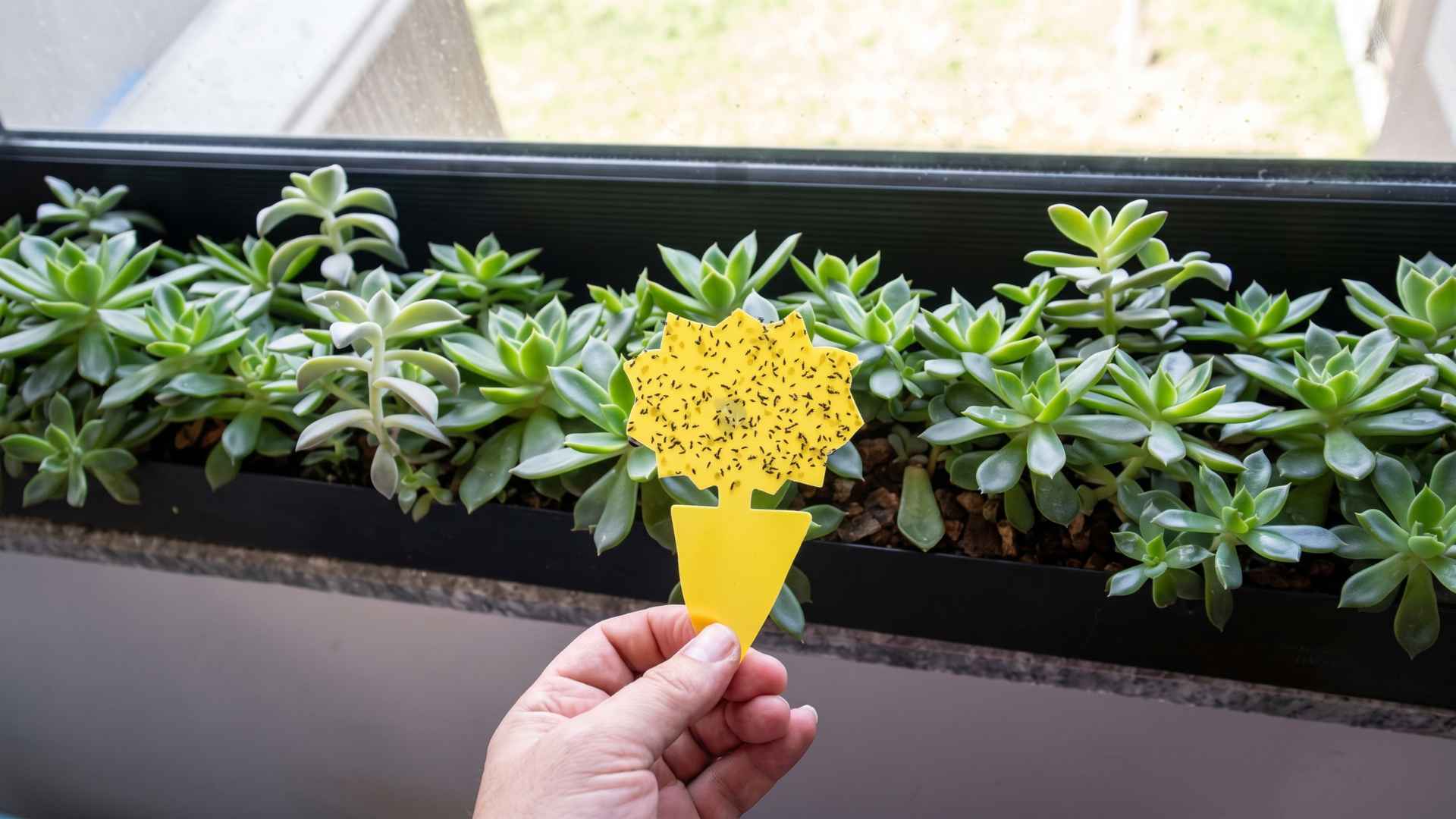 How to Kill and Get Rid of Fungus Gnats Indoors - 9 Effective Ways 10 How Long Does It Take to Get Rid of Fungus Gnats?
