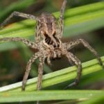 How To Get Rid Of Wolf Spiders
