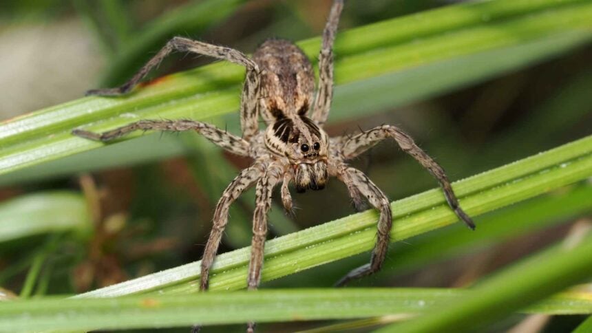 How To Get Rid Of Wolf Spiders