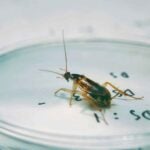 How To Get Rid of Brown Banded Cockroaches