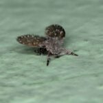 How to Get Rid of Drain Flies