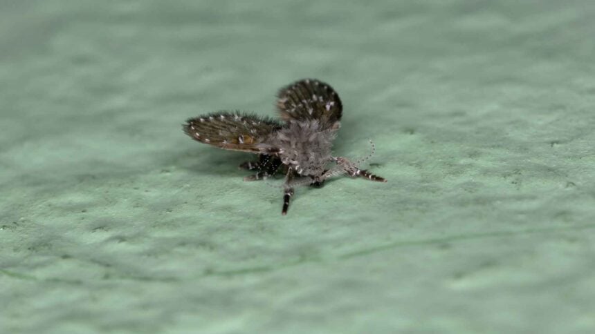 How to Get Rid of Drain Flies
