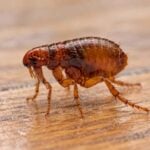 How to Get Rid of Fleas on Hardwood Floors