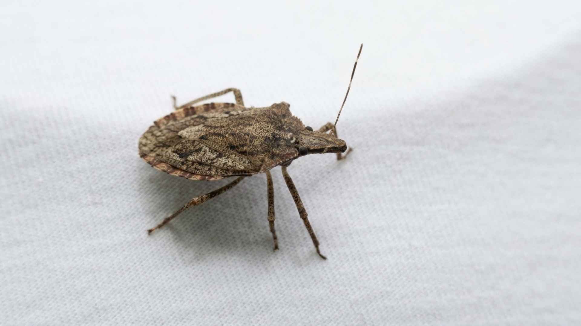 Do Stink Bugs Die in the Winter - What Homeowners Should Know 5 How to Get Rid of Stink Bugs in Winter