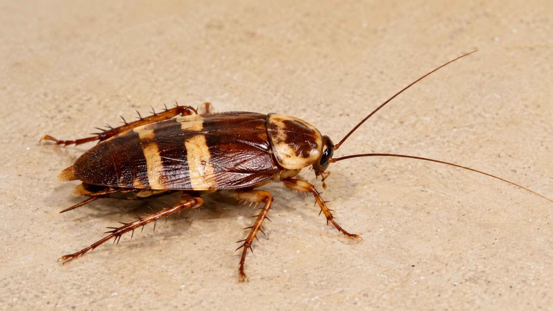 How To Get Rid of Brown Banded Cockroaches - 7 Effective Methods 3 How to Identify Brown Banded Cockroaches