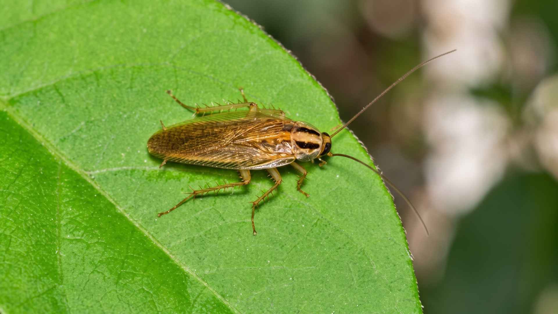 How Do German Cockroaches Get in Your House - Entry Routes & Fixes 2 How to Identify a German Cockroach