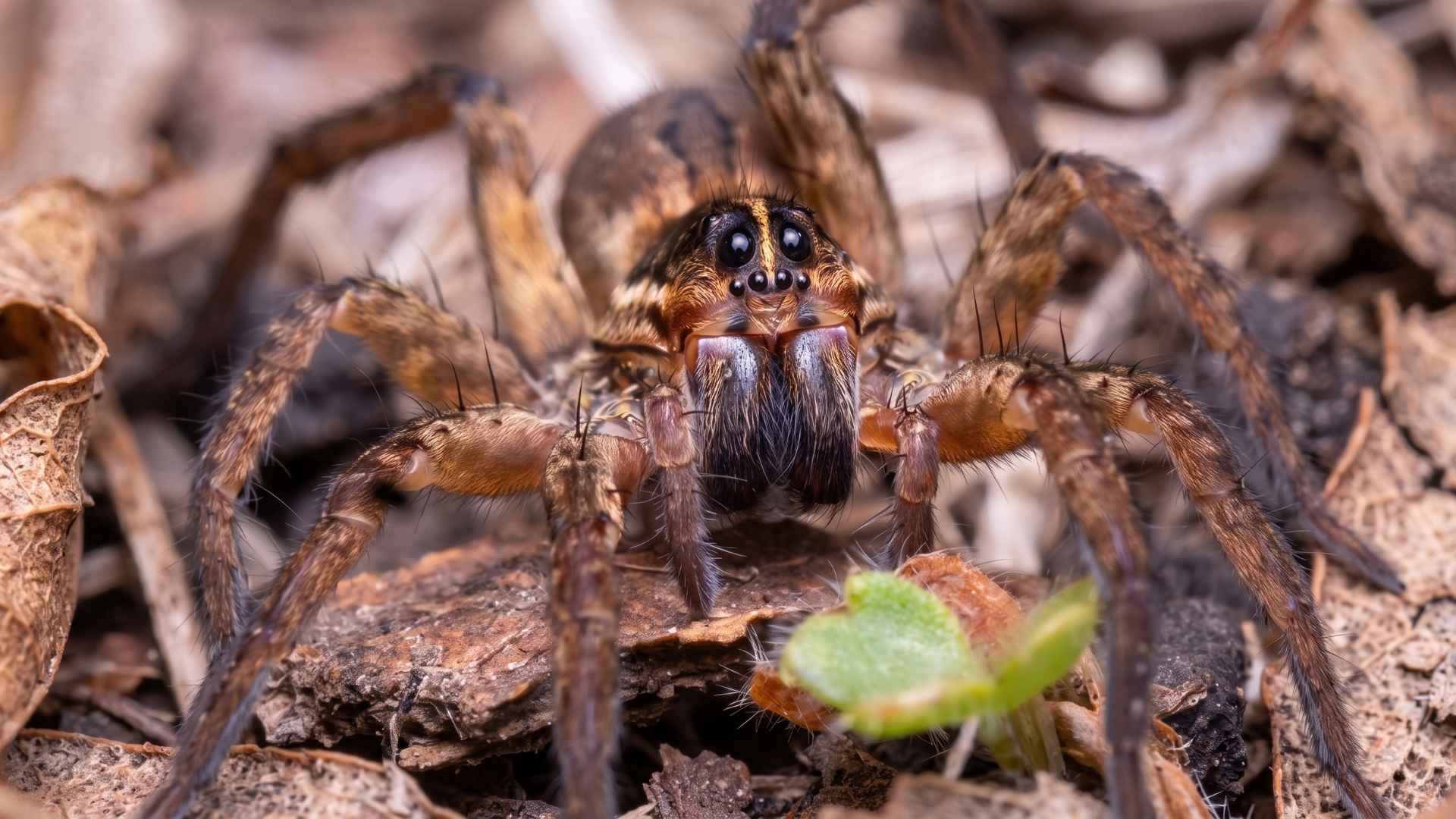 How To Get Rid Of Wolf Spiders - 10 Effective Ways 2 How to Identify a Wolf Spider