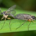 How to get rid of fungus gnats