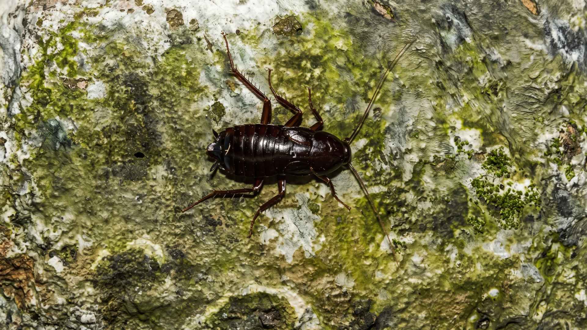 How to Reduce the Health Risks From Black Cockroaches