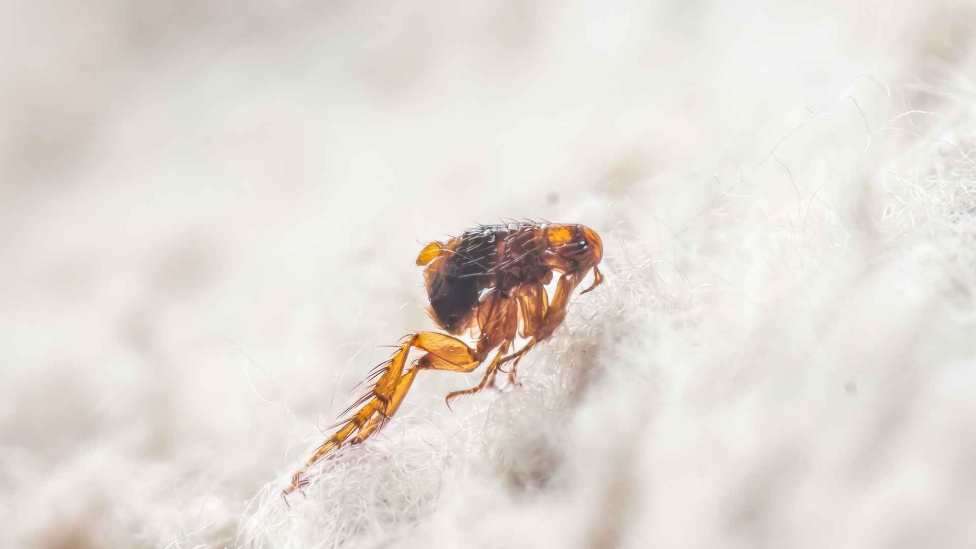 How to Get Rid of Fleas on Hardwood Floors 3 Signs You Have Fleas on Your Hardwood Floors