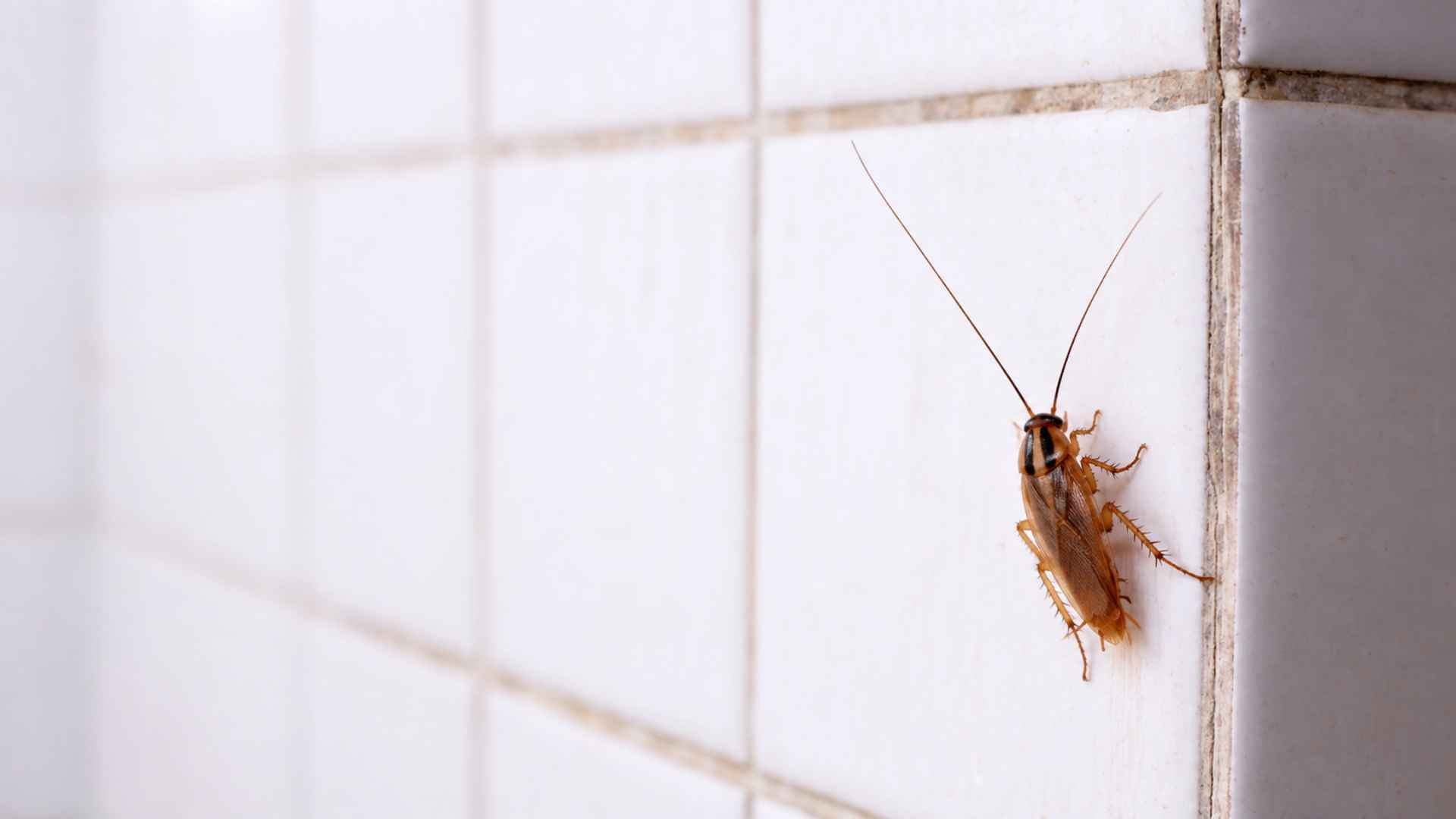 How Do German Cockroaches Get in Your House - Entry Routes & Fixes 5 Signs of German Cockroaches In House