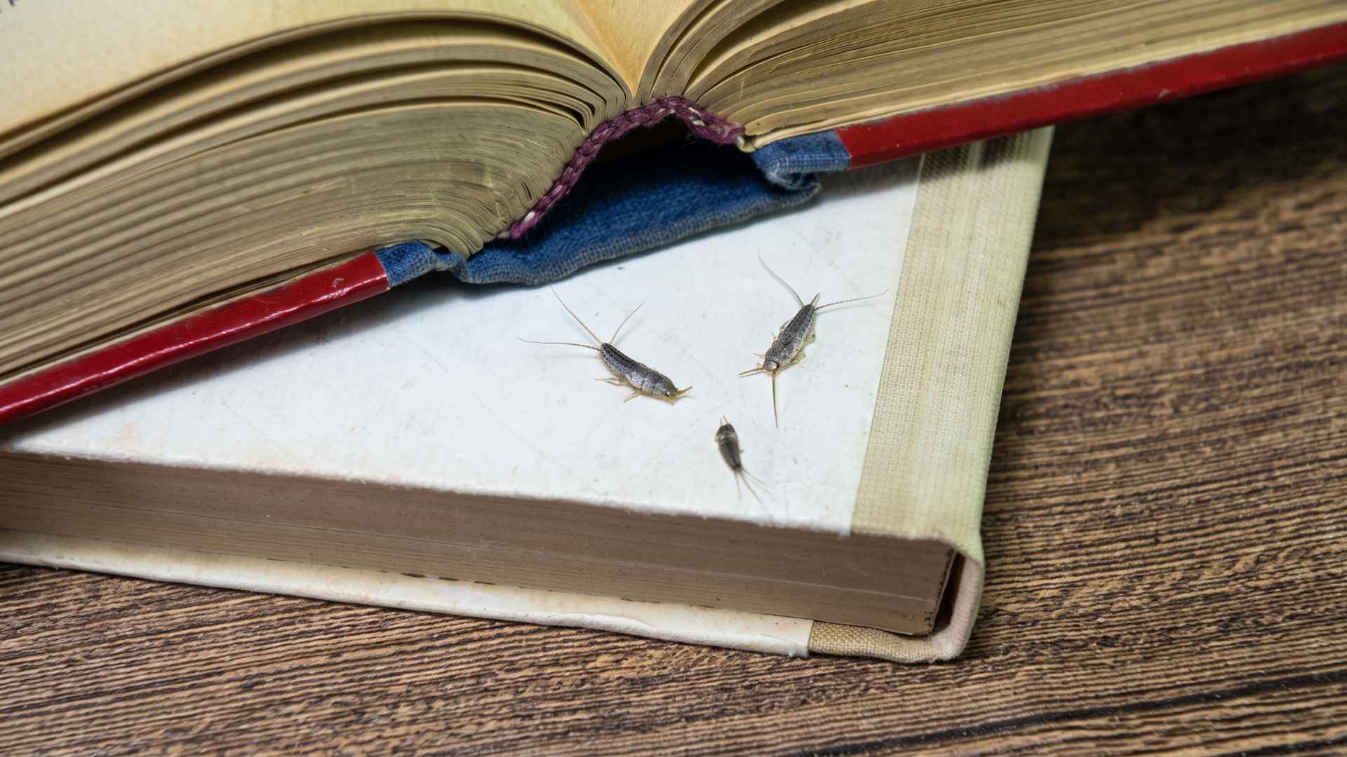 Signs of Silverfish Infestation
