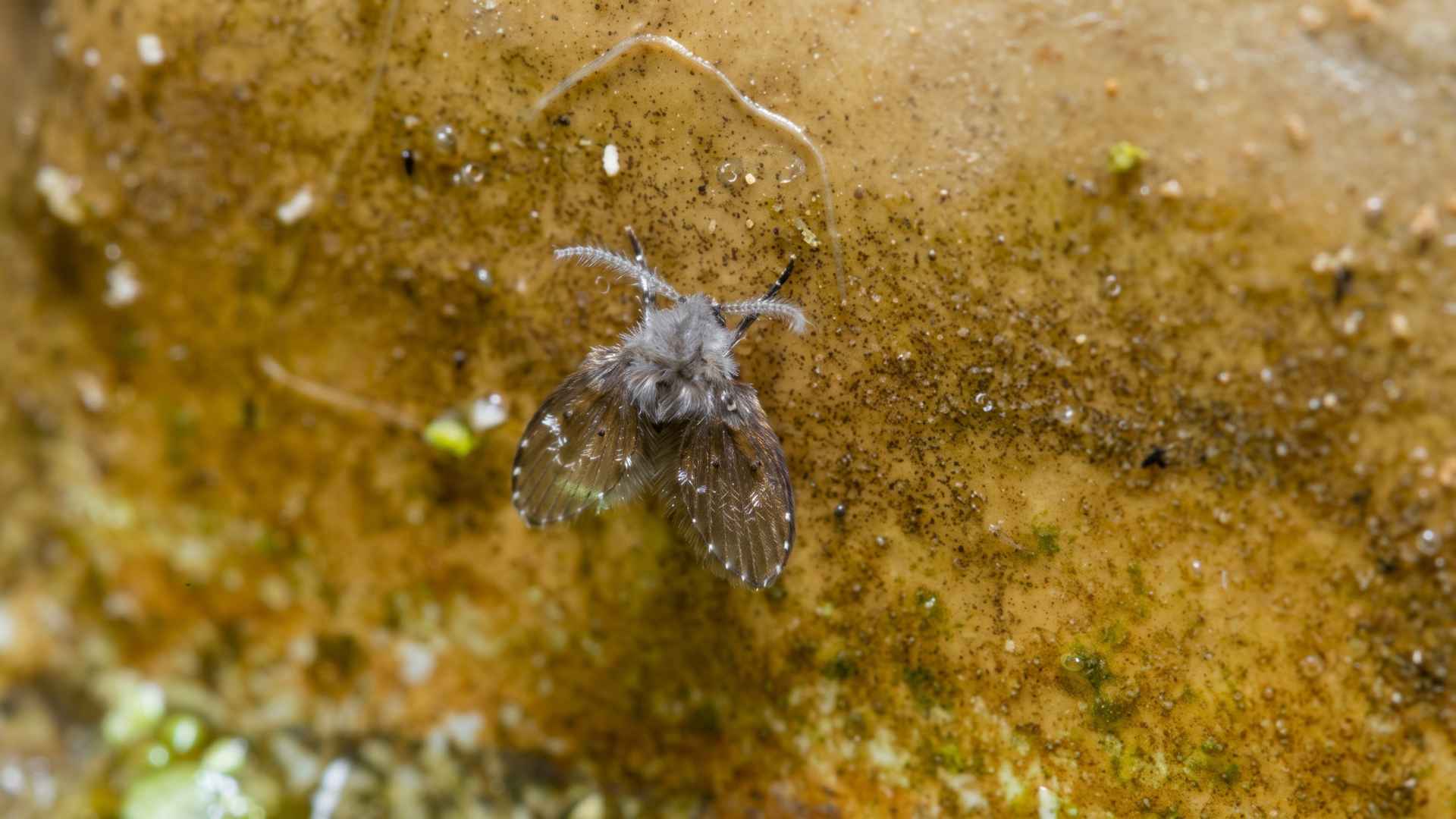 How to Get Rid of Drain Flies - 11 Effective Steps 2 What Are Drain Flies?