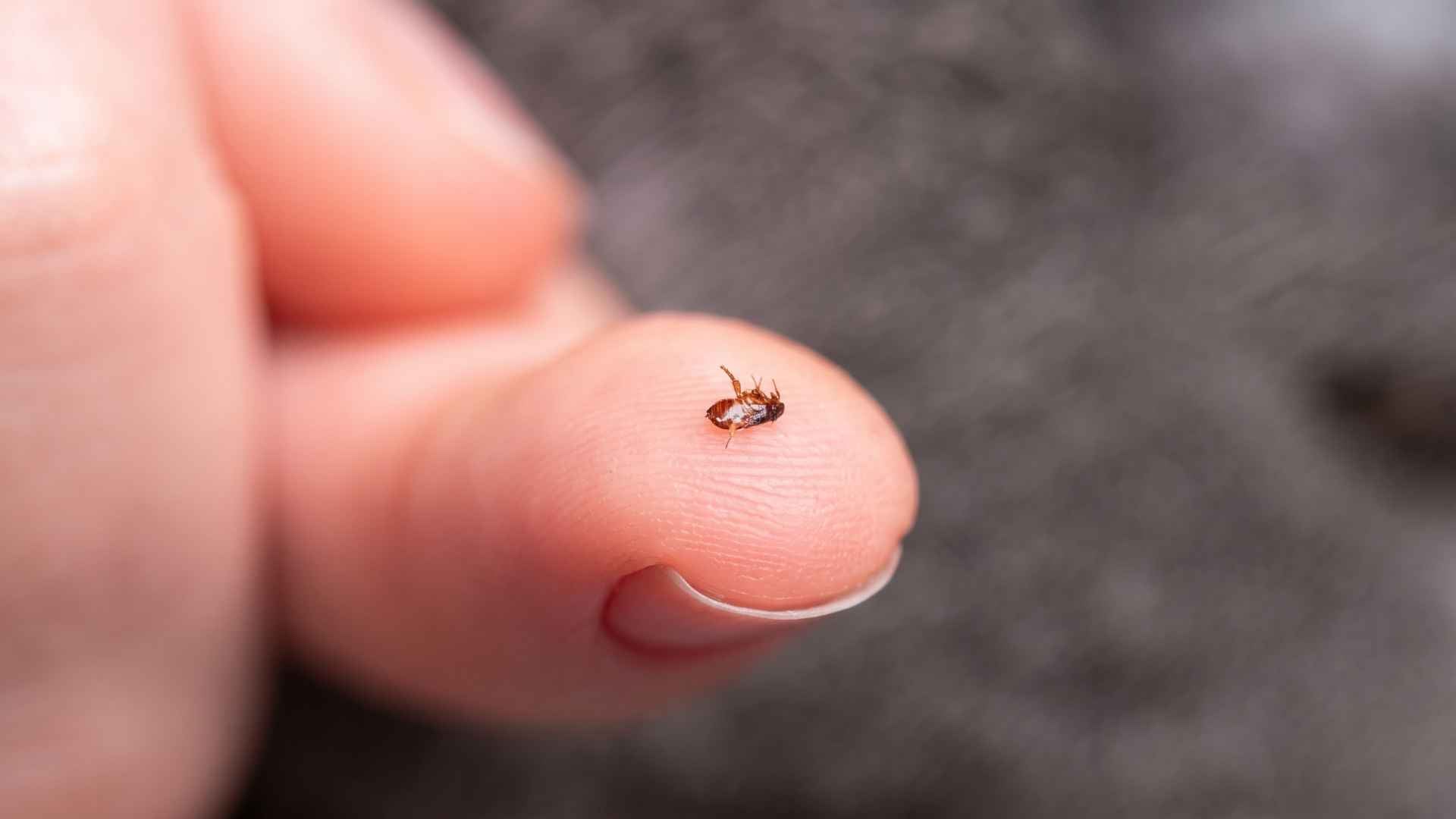 How to Get Rid of Fleas on Hardwood Floors 2 What Are Fleas?