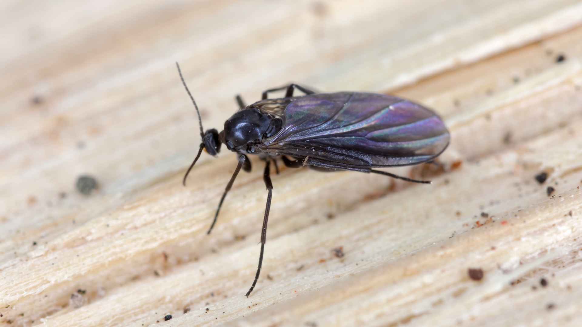 How to Kill and Get Rid of Fungus Gnats Indoors - 9 Effective Ways 2 What Are Fungus Gnats?