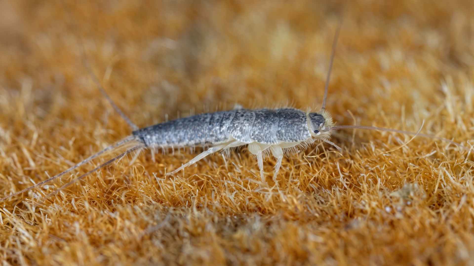 What Are Silverfish?