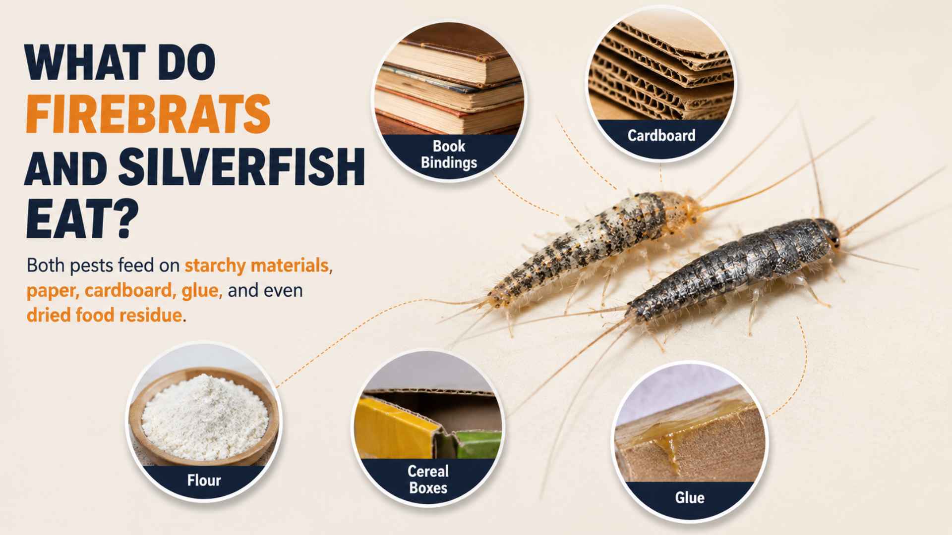 What Do Firebrats and Silverfish Eat?