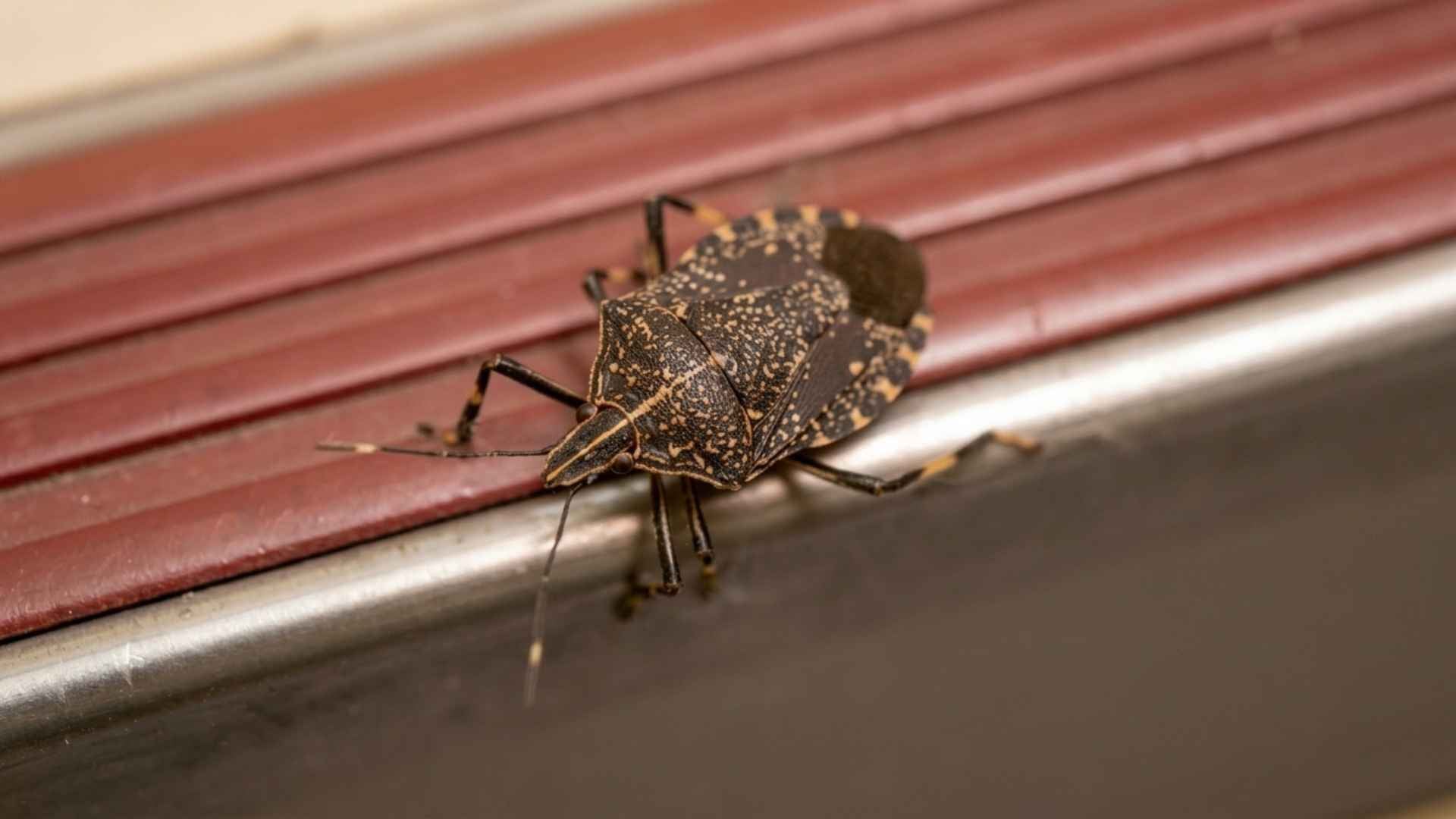Do Stink Bugs Die in the Winter - What Homeowners Should Know 2 What Do Stink Bugs Look Like?