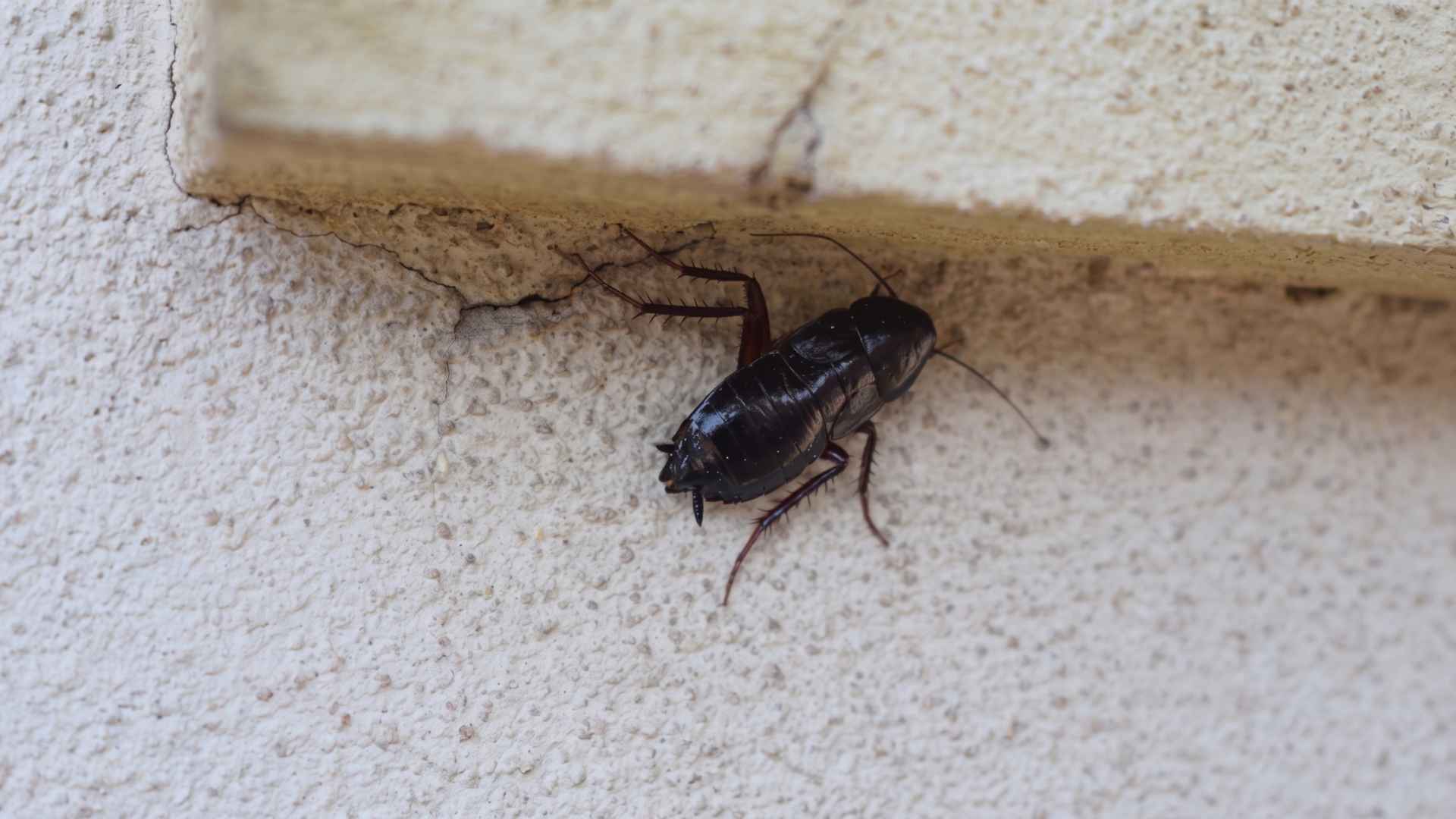 What Is a Black Cockroach and How Do They Look?