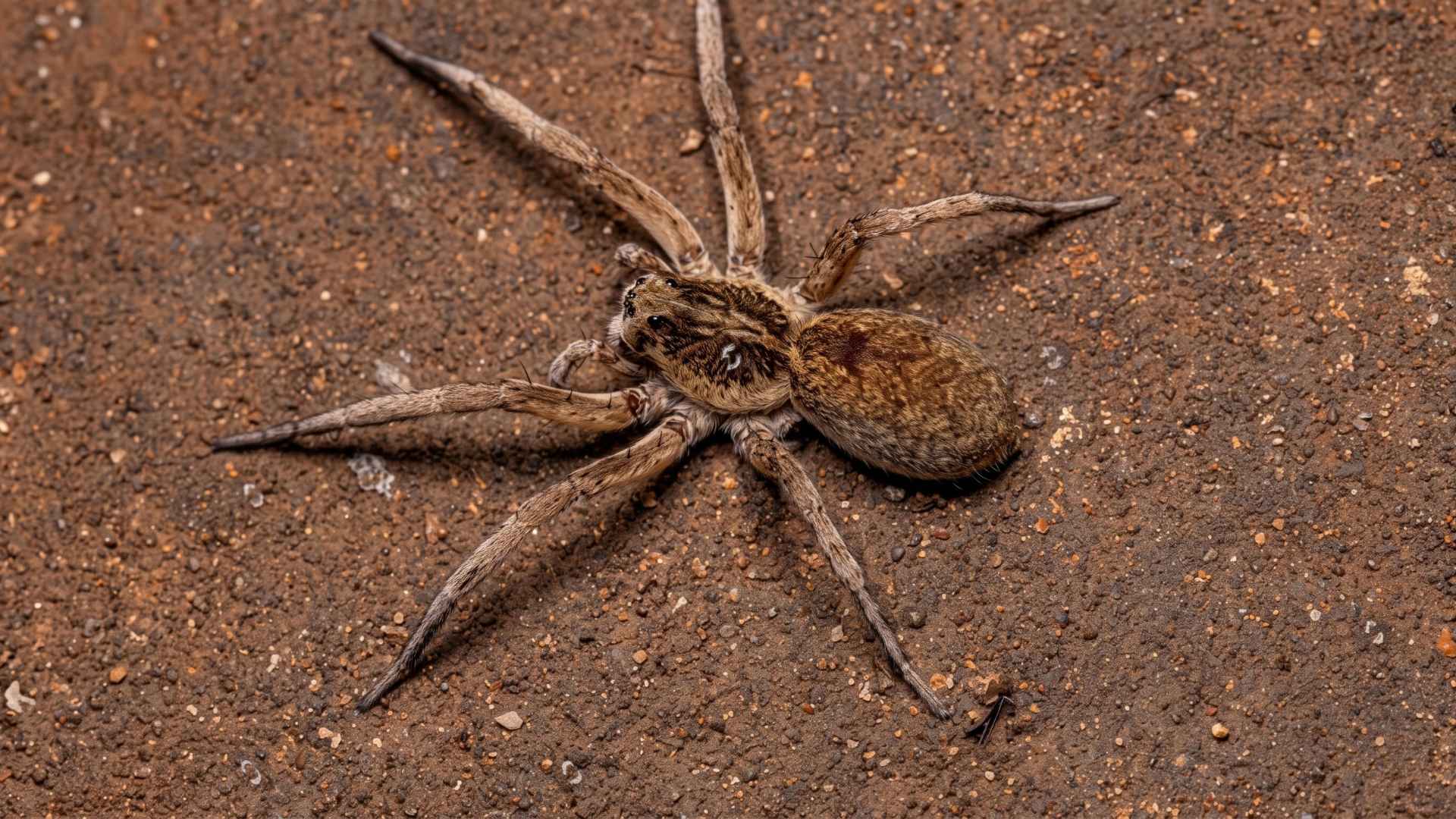 How To Get Rid Of Wolf Spiders - 10 Effective Ways 3 What Is a Wolf Spider?
