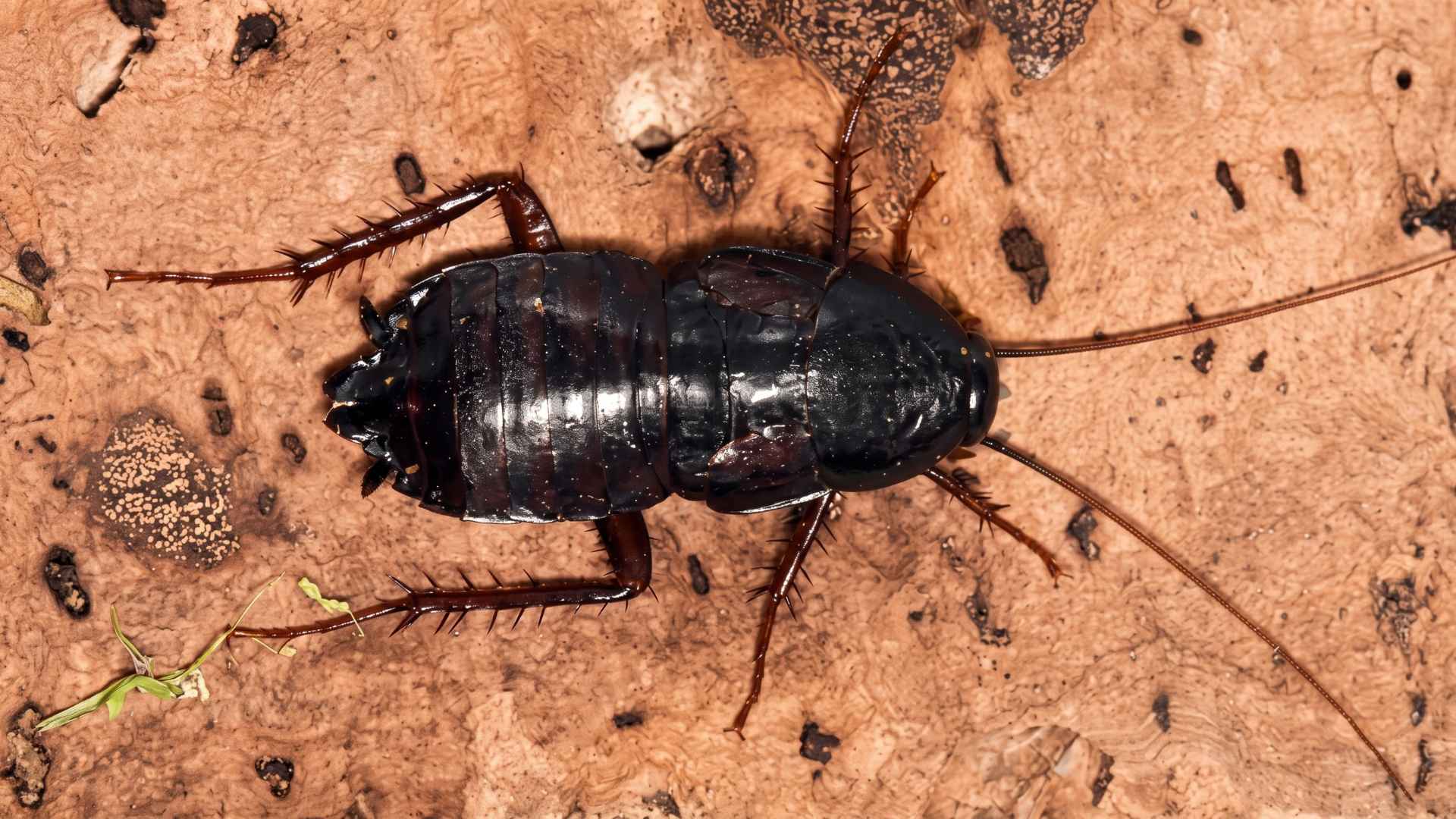 Where Do Black Cockroaches Usually Come From?