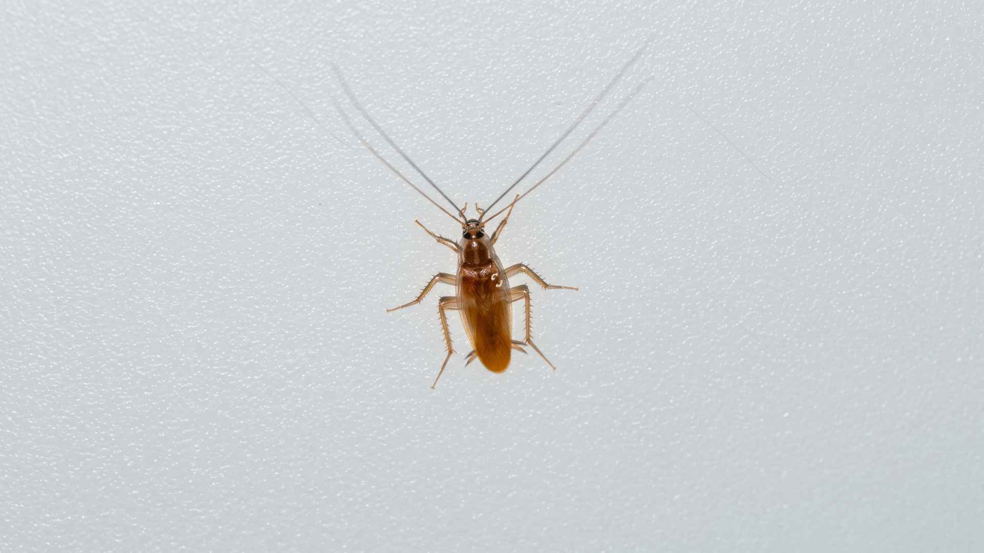 How To Get Rid of Brown Banded Cockroaches - 7 Effective Methods 8 Where Do Brown Banded Cockroaches Hide?
