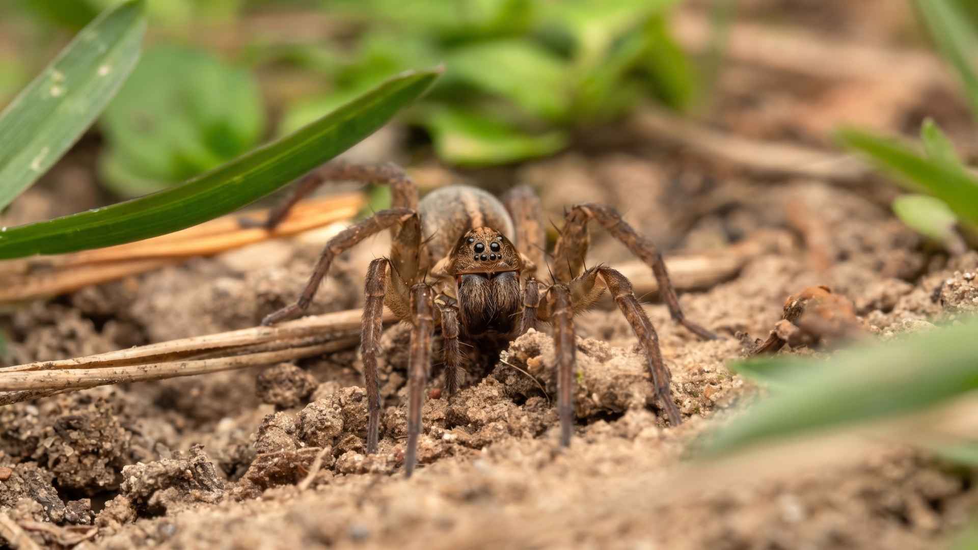 How To Get Rid Of Wolf Spiders - 10 Effective Ways 4 Where Do Wolf Spiders Live?