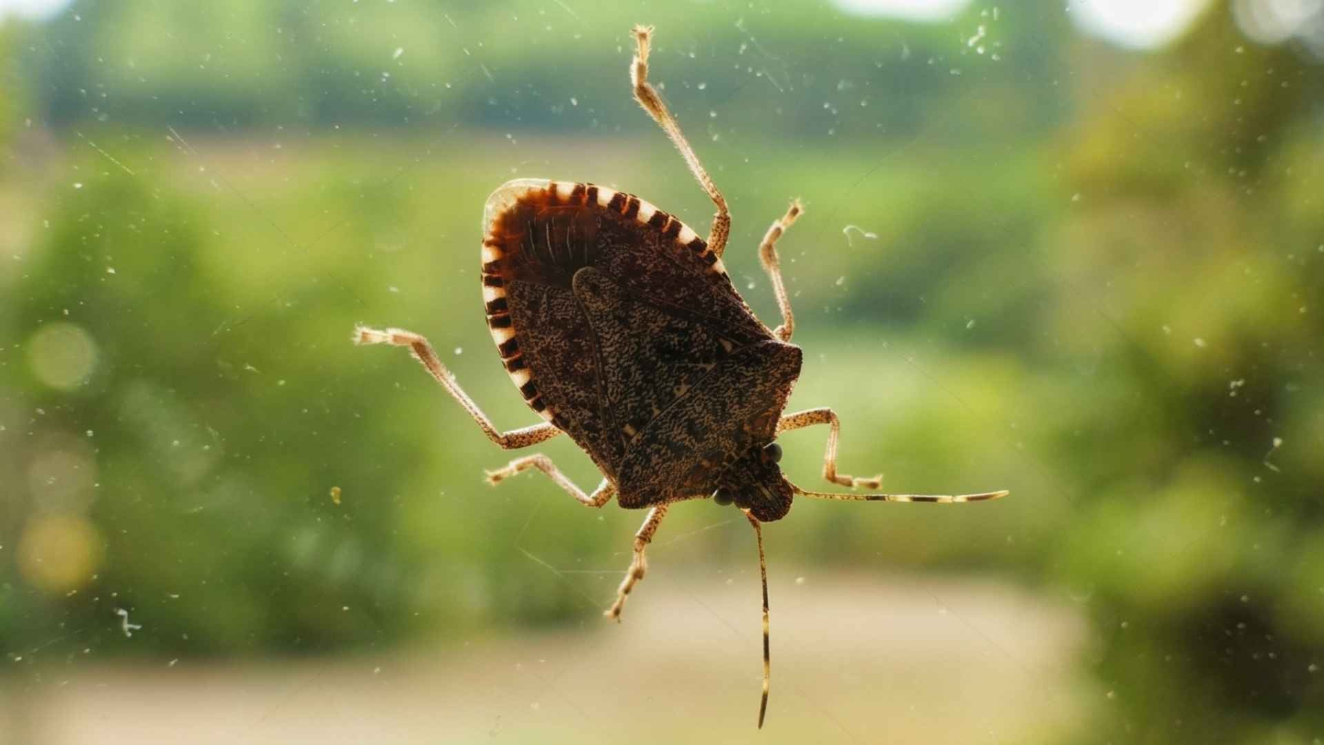 Do Stink Bugs Die in the Winter - What Homeowners Should Know 4 Why Are Stink Bugs Coming Into My House in the Fall?