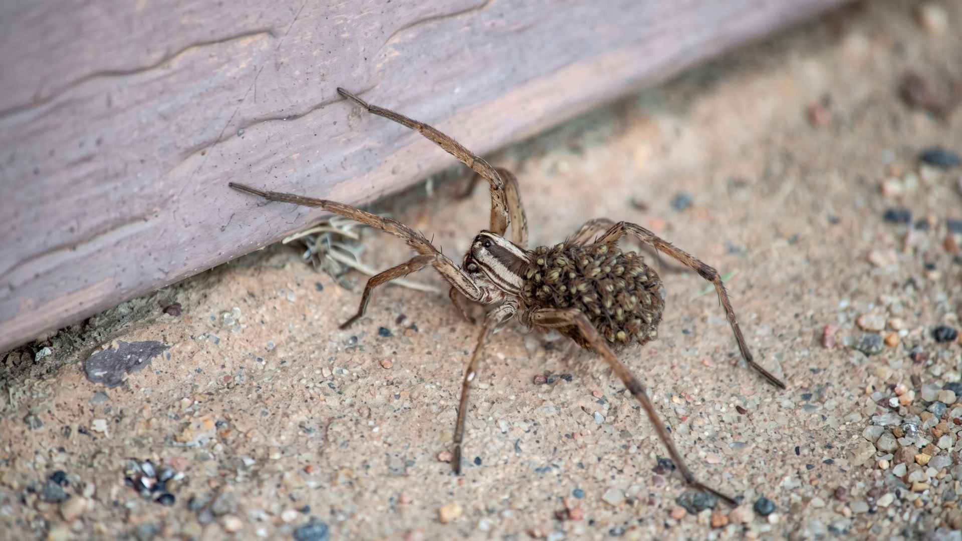 How To Get Rid Of Wolf Spiders - 10 Effective Ways 10 Why Do I Keep Finding Wolf Spiders in My House?