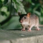 Why Do Mice Get Inside Houses When it Gets Cold 