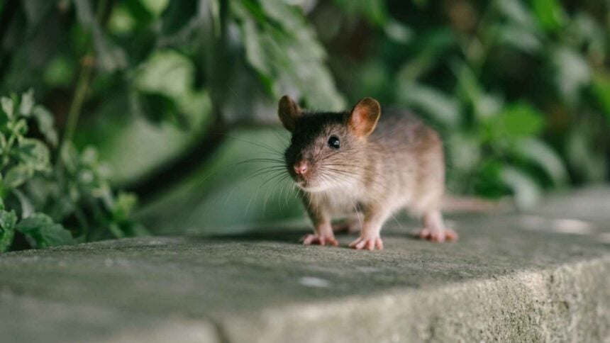 Why Do Mice Get Inside Houses When it Gets Cold 