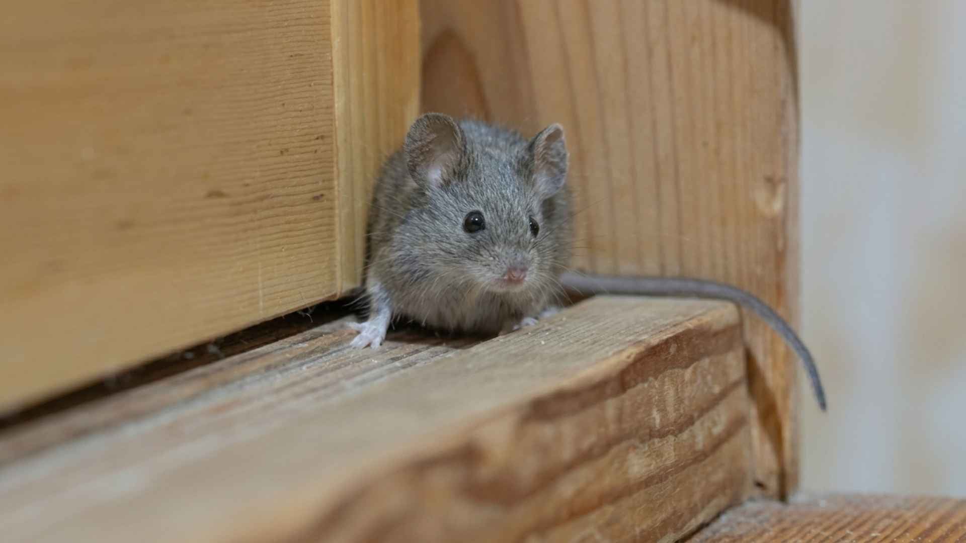 Why Do Mice Get Inside Houses When it Gets Cold 2 Why Mice Come Inside When It Gets Cold