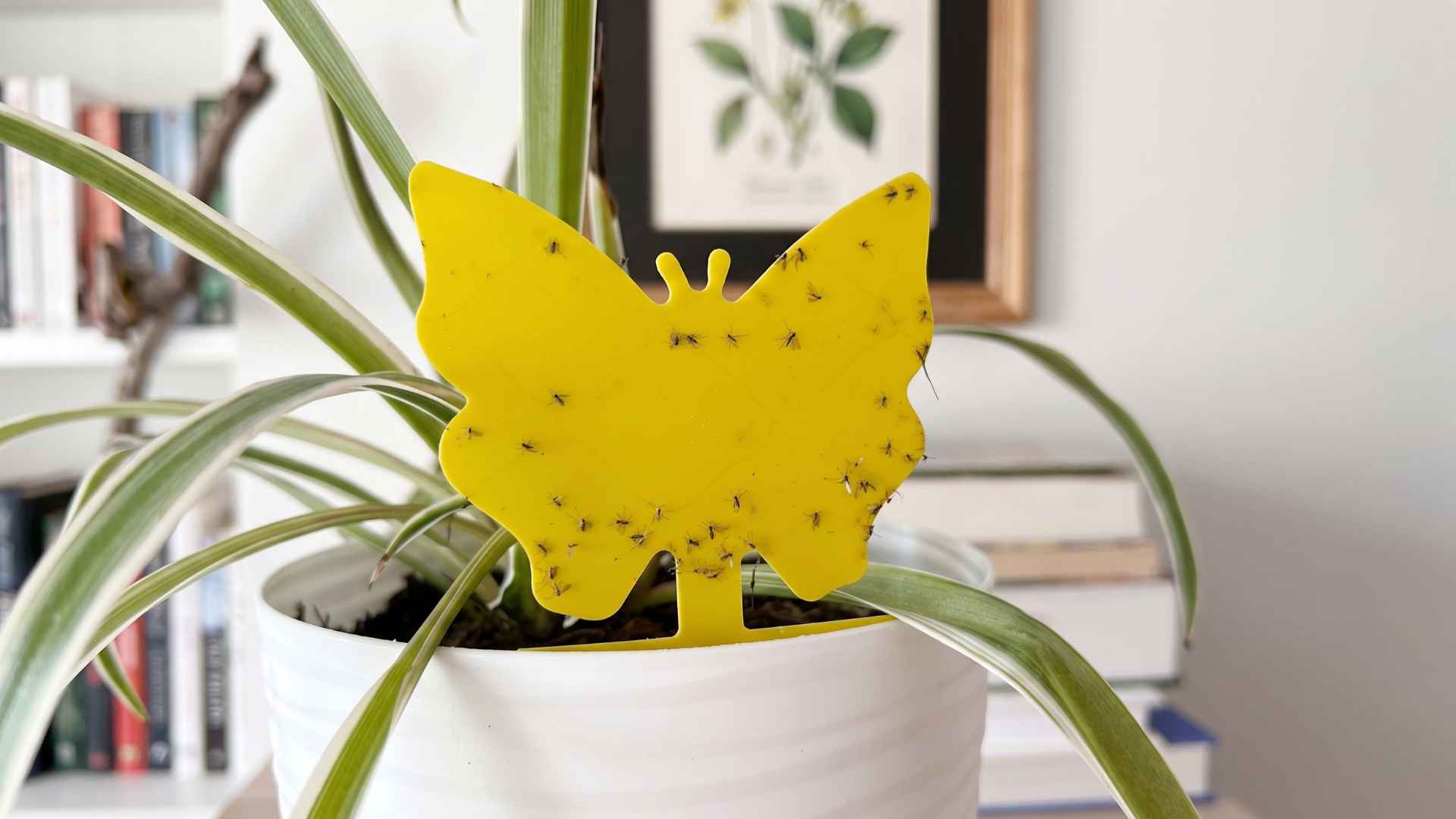 How to Kill and Get Rid of Fungus Gnats Indoors - 9 Effective Ways 4 Signs Of Fungus Gnats Infestation