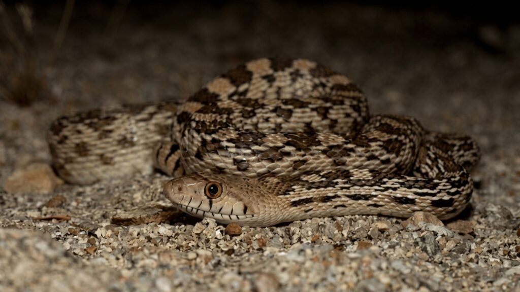 8 Effective Ways to Keep Gopher Snakes Out of Your Yard