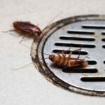 Can Cockroaches Come Up Through Shower Drain?
