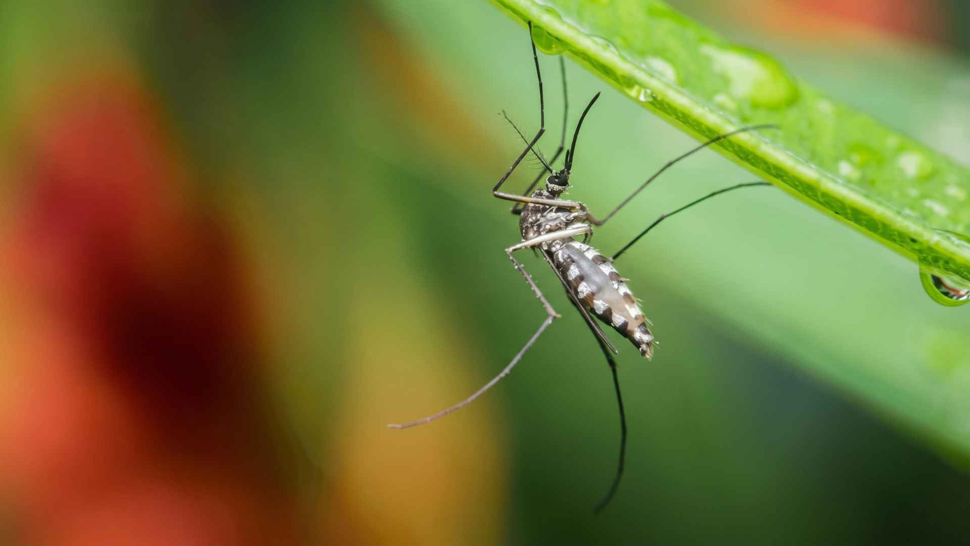 Do Mosquitoes Come Out in Rain? What You Should Know 2 Can Mosquitoes Fly in the Rain?