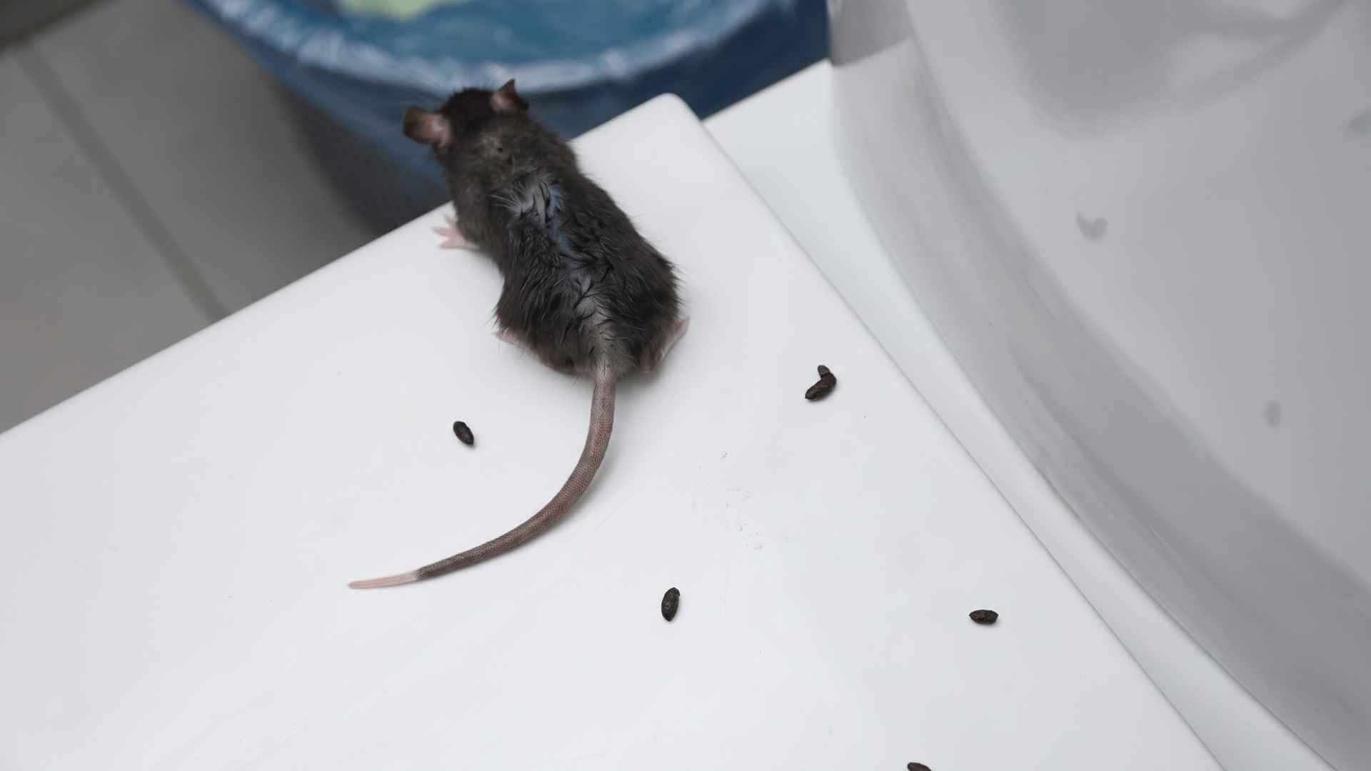  Clean Rat Droppings and Scent Marks Safely