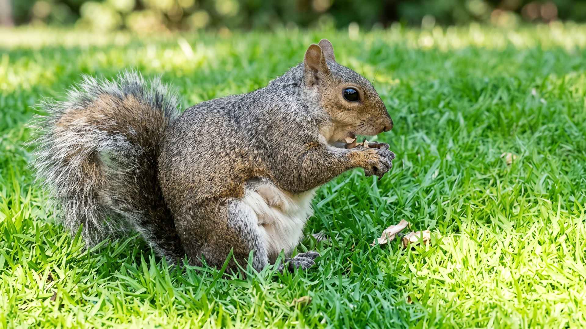 How to Keep Squirrels from Digging in Garden - 7 Practical Ways 9 Keep Squirrels From Digging in Your Garden