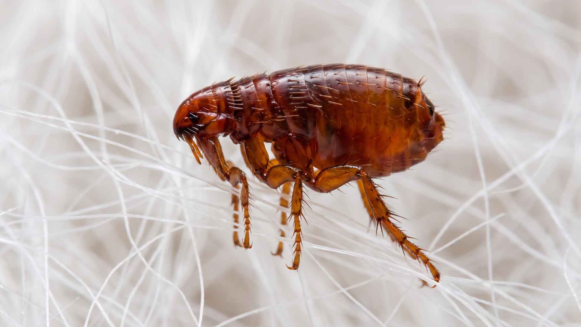 Signs of Flea Infestation in Carpets and Rugs 3 Do Fleas Live on Carpets If You Don’t Have Pets?