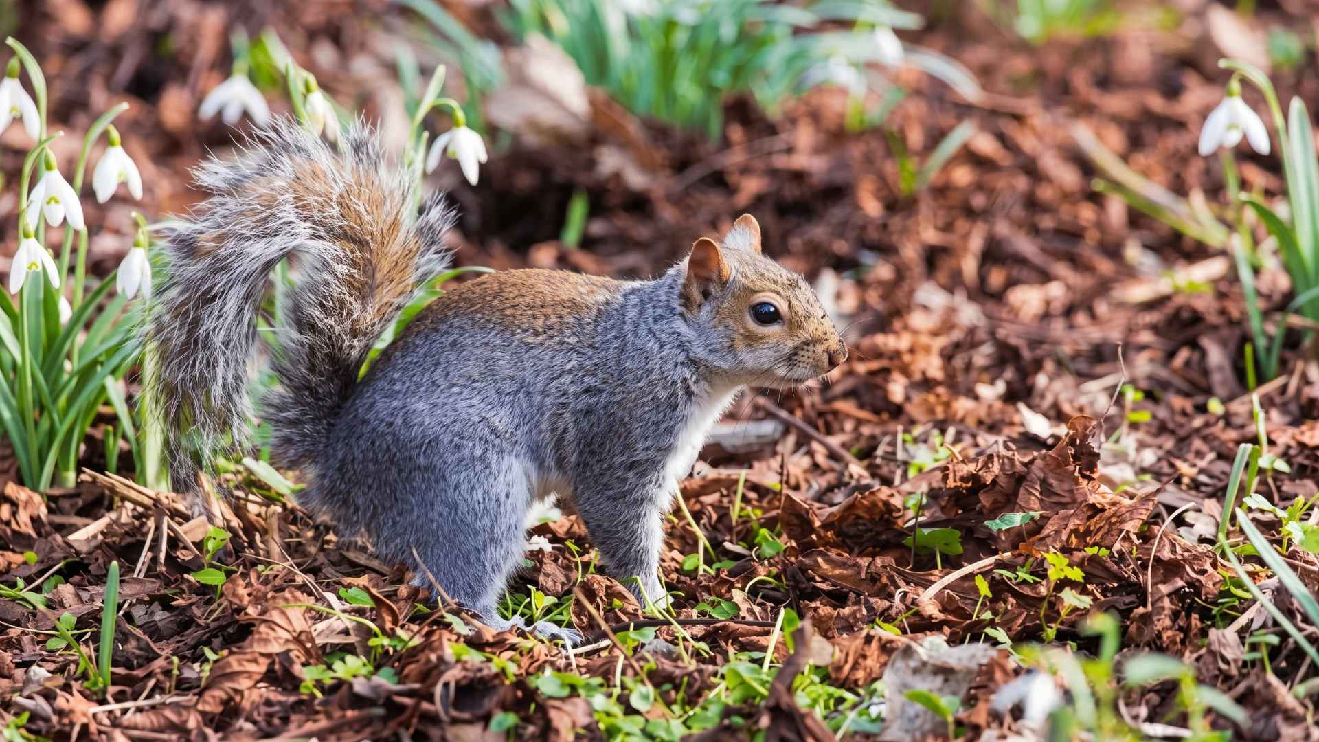 How to Keep Squirrels from Digging in Garden - 7 Practical Ways 2 Do Squirrels Destroy Gardens?