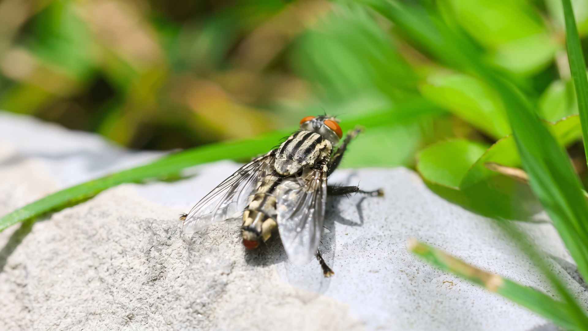 How to Get Rid of Flesh Flies - Causes and Control Tips 2 How to Get Rid of Flesh Flies