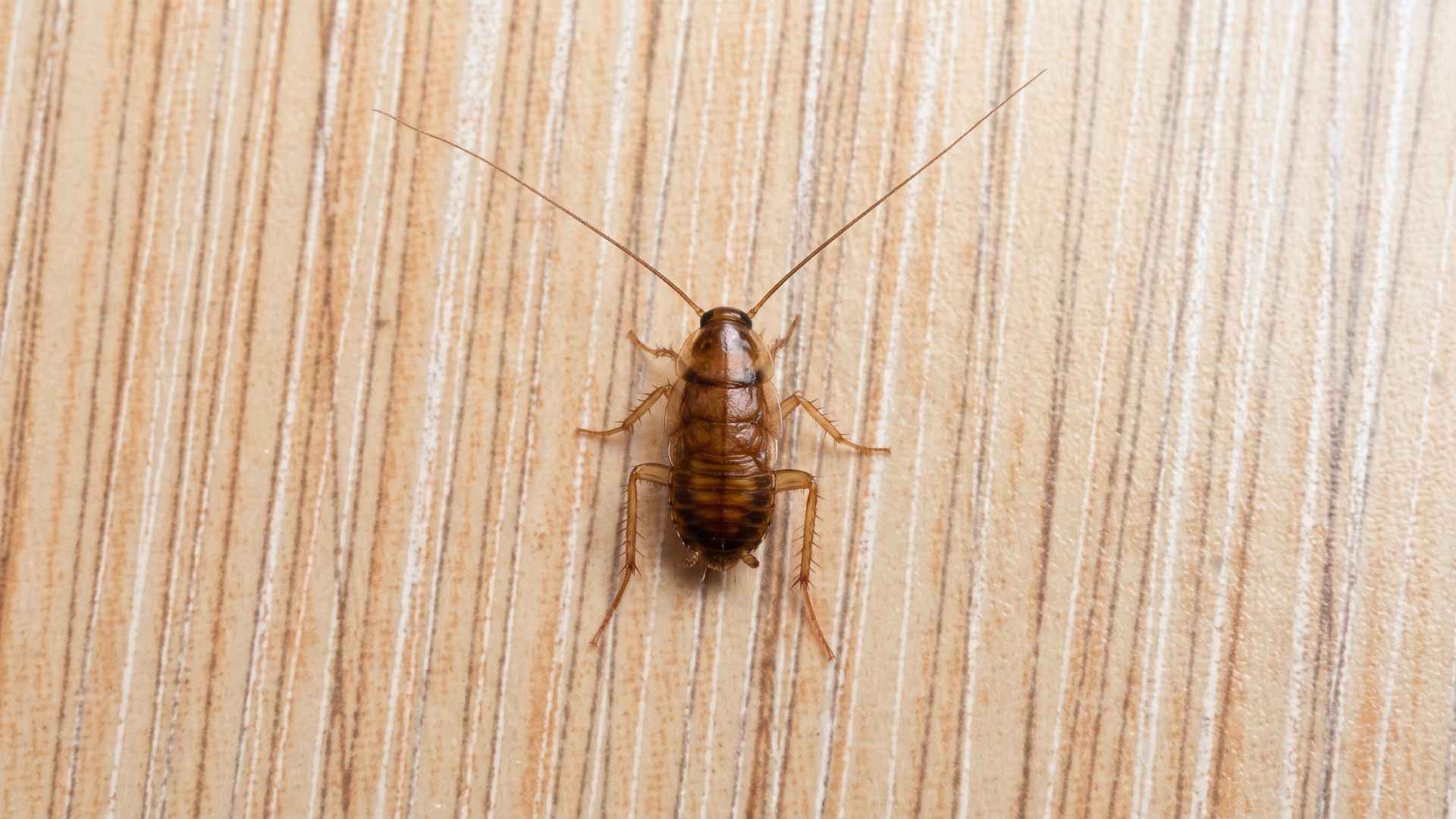 German Cockroaches Nymph Appearance