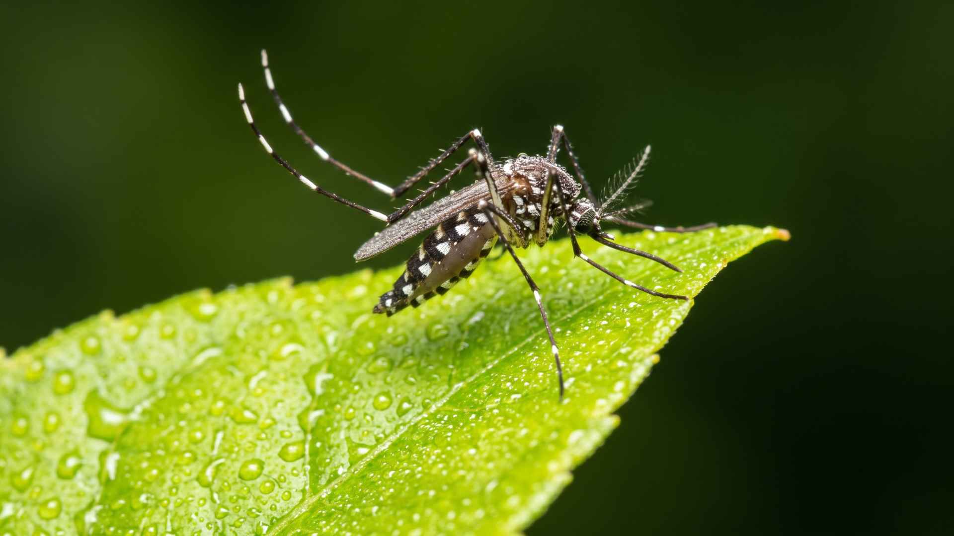 Do Mosquitoes Come Out in Rain? What You Should Know 3 How Long After Rain Do Mosquitoes Start Showing Up?