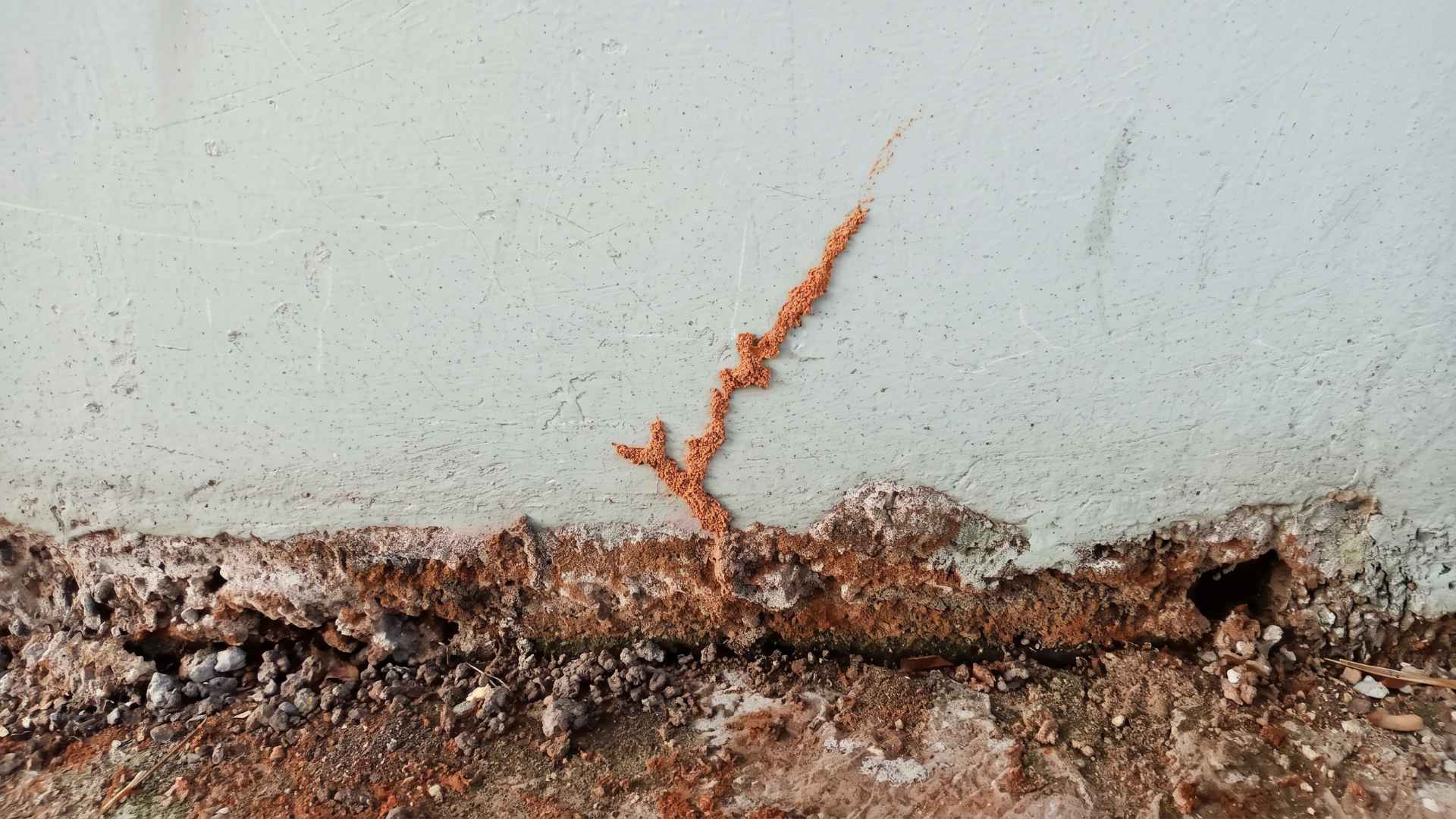 How To Remove Termite Mud Tubes 5 How to Remove Termite Mud Tubes Safely