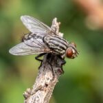 How to Get Rid of Flesh Flies