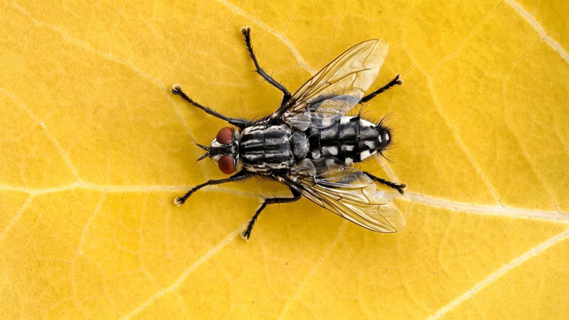 How to Get Rid of Flesh Flies - Causes and Control Tips 3 How to Get Rid of Flesh Flies