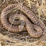 How to Get Rid of Gopher Snakes in the Yard