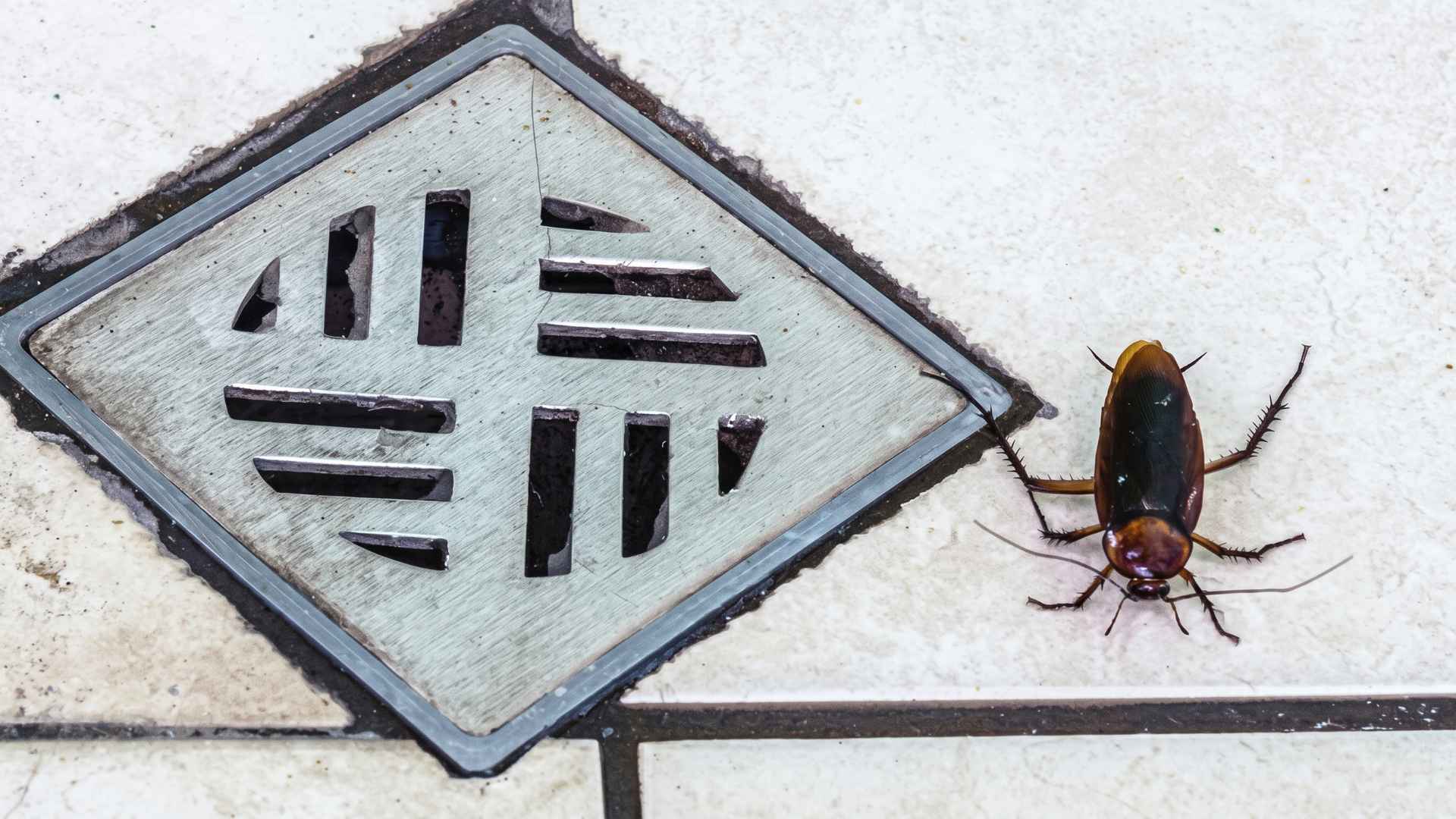 Can Cockroaches Come Up Through Shower Drain? 4 How to Prevent And Get Rid Of Cockroaches From Shower Drain