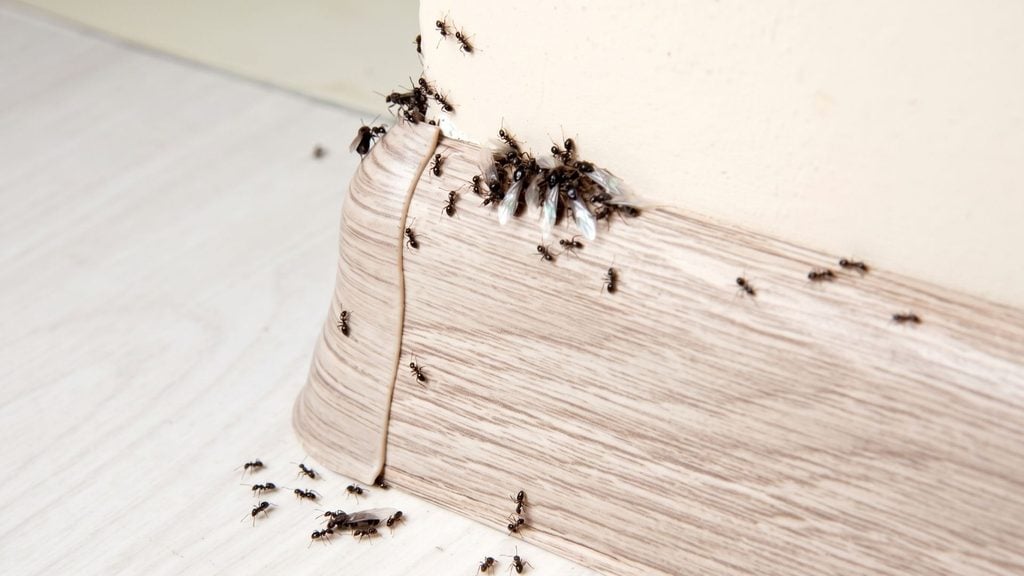 Why are Ants Worse after Heavy Rain? 4 Track Active Trails & Wipe Them Off